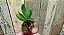 Cattleya Walkeriana tipo " Vinicilor x Labeloide x Helena" seedlings - Imagem 5