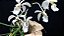 Holcoglossum subulifolium planta adulta - Imagem 2