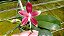 Phalaenopsis Speciosa - Imagem 1