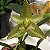 Bulbophyllum Pectinatum planta adulta - Imagem 2