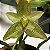 Bulbophyllum Pectinatum planta adulta - Imagem 1