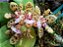 GASTROCHILUS PATINATUS  PLANTA ADULTA - Imagem 1