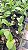 Catasetum kidney Bean planta adulta - Imagem 2