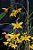 Dendrobium Hanckokii planta adulta - Imagem 1