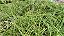 Holcoglossum kimballianum  planta adulta - Imagem 4