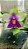 Phalaenopsis  Bellina Espécie - Imagem 2