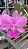 Cattleya  Walkeriana Tipo " Cambara " planta adulta - Imagem 1