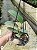 Cattleya  Walkeriana Tipo " Cambara " planta adulta - Imagem 3