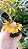 Bulbophyllum Tigridum - Imagem 1