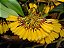 Bulbophyllum Tigridum - Imagem 3