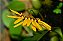 Bulbophyllum Tigridum - Imagem 2