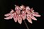 Bulbophyllum Dentiferum - Imagem 1