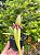Bulbophyllum Fascinator semi alba - Imagem 1
