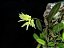 Bulbophyllum Purpurascens - Imagem 2
