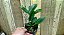 Cattleya aclandiae  Tipo/ Abescens ((   kit com duas)) - Imagem 3