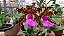 Cattleya aclandiae  Tipo/ Abescens ((   kit com duas)) - Imagem 1