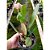 Bulbophyllum Arfakianum planta adulta - Imagem 2