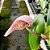 Bulbophyllum Arfakianum planta adulta - Imagem 3