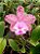 Blc. Durigam Pink planta adulta - Imagem 1