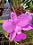 Cattleya Walkeriana tipo " Castro x Priscila " - Imagem 2