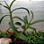 Dendrobium Hibiki planta adulta no vaso - Imagem 2