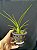 Holcoglossum Lingulatum Planta Adulta - Imagem 3