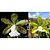 Cattleya Aclandiae Albescens x Alba " O.I " - Imagem 1