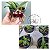 Bulbophyllum Frostii planta adulta no vaso - Imagem 1