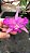 Cattleya Walkeriana  " Vinicolor x Labeloide x Helena" ( muda T3 ) - Imagem 2