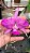 Cattleya Walkeriana  " Vinicolor x Labeloide x Helena" ( muda T3 ) - Imagem 1