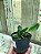 Cattleya Walkeriana  " Vinicolor x Labeloide x Helena" ( muda T3 ) - Imagem 4