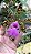 Cattleya Aclandiae " Aurea x  Mae Preta " - Imagem 3