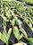 Paphiopedillum Sanderianum x Felipenense planta adulta vaso - Imagem 2