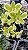 Dendrobium Burana Green Variegata  planta adulta - Imagem 1
