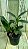 Dendrobium Burana Green Variegata  planta adulta - Imagem 2
