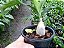Catasetum Denticulatum  planta adulta - Imagem 2