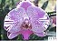 Frasco de orquídea phalaenopsis cód 17841 - Imagem 1
