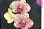 Frasco de orquídea phalaenopsis cód 20820 - Imagem 1