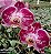 Frasco de orquídea phalaenopsis cód 21099 - Imagem 1