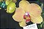 Frasco de orquídea phalaenopsis cód 17840 - Imagem 1