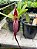 Bulbophyllum Fascinator  tipo planta adulta - Imagem 1