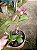Cattleya Memoria de Hellen Brown x Catteya Guttata  planta adulta - Imagem 2