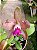 Cattleya Memoria de Hellen Brown x Catteya Guttata  planta adulta - Imagem 1