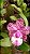 Kit de cattleyas  hibridas ( ver descrição) plantas adultas - Imagem 3