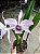 LAELIA PURPURATA WERKHAUSERI ESTRIATA PLANTA ADULTA - Imagem 2