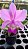 CATTLEYA DOLOSA TIPO( Cattleya walkeriana x Cattleya loddigesii ) - Imagem 2