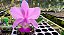 CATTLEYA DOLOSA TIPO( Cattleya walkeriana x Cattleya loddigesii ) - Imagem 1