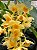 Dendrobium Guibertii planta adulta - Imagem 1