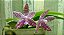 Phalaenopsis  Lueddemanniana  Espécie planta adulta - Imagem 1