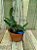 Cattleya walkeriana tipo Labeloide x Helena planta adulta com avarias lacre F 1510155 - Imagem 1